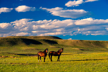 Wild Horse Ranch